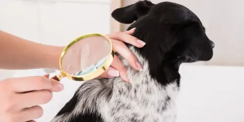 Main d'une personne examinant le pelage d'un chien avec une loupe, à la recherche de poux broyeur chien.