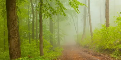 Mglisty, zielony las, gdzie wielka kopa szlak wije się między drzewami.