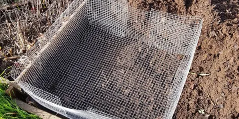 Un carré de grillage protège le potager des mulots.