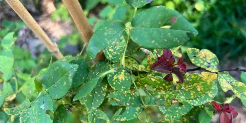 Rose leaves show signs of distress with yellow spots and holes, indicating the presence of rose pests.