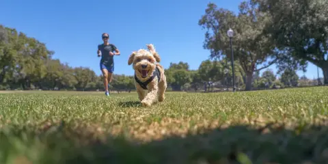 Glad hund springer mot kameran i en park, med en person som springer i bakgrunden.