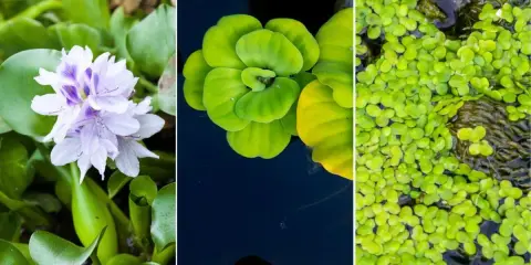 Tres tipos de plantas de estanque: jacinto de agua con flor lila, lechuga de agua verde y lentejas de agua.