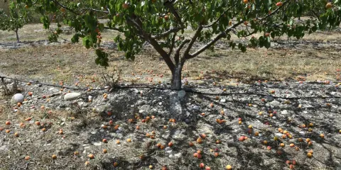 Un abricotier porte des fruits, mais combien de temps pour en avoir ? Ici, des abricots tombés jonchent le sol sec.