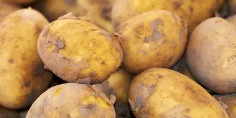 En hög med nyupptagna, jordiga tidiga potatisar. Perfekta för sommarens första potatisgratäng.
