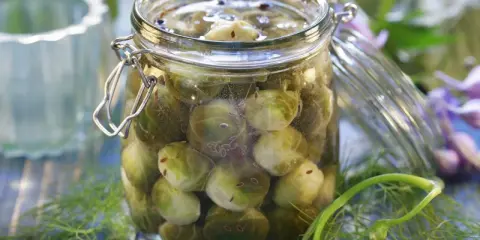 Glas mit eingelegtem Rosenkohl, bereit zum Einkochen. Kümmel und Dill umgeben das Glas.