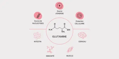 Schéma illustrant les multiples bienfaits de la glutamine : source d'énergie, protection cellulaire, soutien intestinal, immunitaire, musculaire et cérébral.