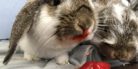 Två kaniner med röd paprika på nosen. De verkar ha njutit av sitt snack.