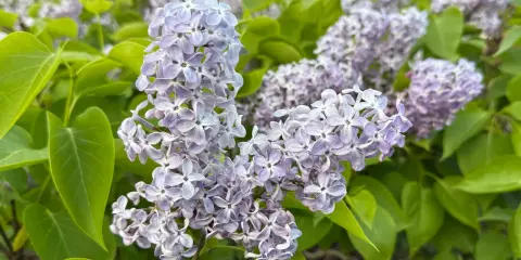 Vackra syrener blommar i lila nyanser, omgivna av gröna blad. En doft av vår i luften.