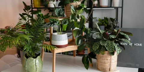 Un coin verdoyant avec plusieurs plantes d'intérieur, dont une plante feng shui, créant une atmosphère paisible.