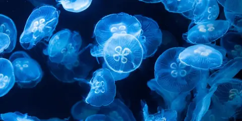 Un banco di meduse luminose fluttua nell'oscurità. Sorprendentemente, la medusa ha il cervello, un centro di controllo per il suo movimento etereo.