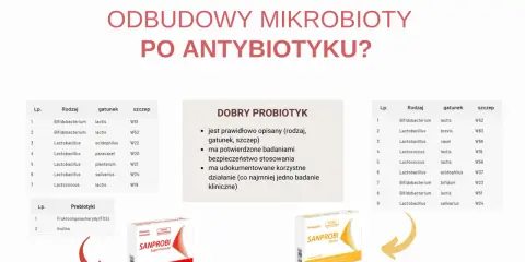 Tabela z gatunkami probiotyków i prebiotyków, obok opakowania Sanprobi – idealny probiotyk dla dorosłych po antybiotyku.