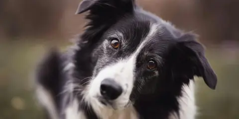 Un border collie au regard intense, prêt pour une alimentation saine et équilibrée.