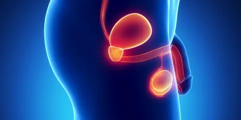 Anatomical illustration showing the male reproductive system, including the bladder, prostate, and testes. The image highlights the prostate's location and size, relevant for understanding the wymiar prostaty u 65 latka.