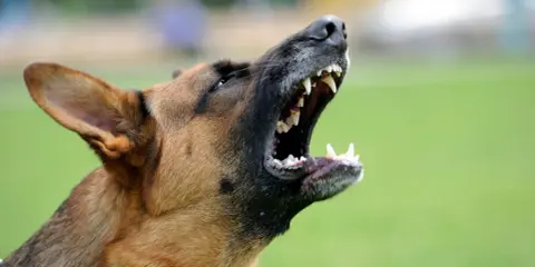 Un berger allemand hurle, montrant ses crocs. Mon chien aboie au moindre bruit, il est très protecteur.