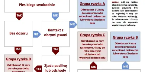 Schemat odrobaczania psów: jak często odrobaczać psa zależy od jego stylu życia i kontaktu z innymi zwierzętami. Grupy ryzyka A, B, C, D określają częstotliwość.