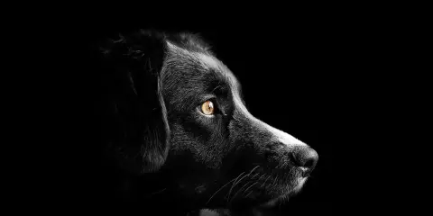 Portrait d'un chien noir aux yeux ambrés, perdu dans le noir. Mon chien est mort, je suis triste.