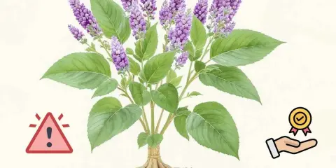 Plante de bardane avec ses racines, symbolisant les bardane bienfaits. Un panneau d'avertissement et une main tenant une médaille indiquent les précautions et les avantages.