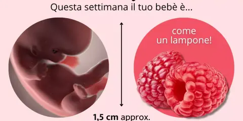Bebè di 8 settimane di gravidanza, grande come un lampone, misura 1,5 cm e pesa 3 grammi.