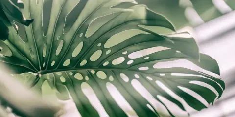 Duży, zielony liść monstery z charakterystycznymi otworami, jakby wyrwany prosto z dżungli. Monstera w naturze zachwyca swoją formą.