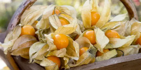 Un panier en bois rempli de physalis, leurs lanternes sèches révélant des fruits orange vifs. La plante physalis est prête à être récoltée.