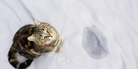 En randig katt sitter bredvid en pöl på ett vitt lakan. Hur mycket kissar en katt?