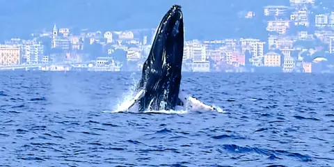 Una megattera emerge dalle acque blu, con una città costiera italiana sullo sfondo. Un raro avvistamento di balene in Italia.