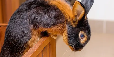 Ein Lohkaninchen mit schwarz-braunem Fell sitzt auf einem Holzsteg. Ein Züchter freut sich über diesen schönen Farbenschlag.