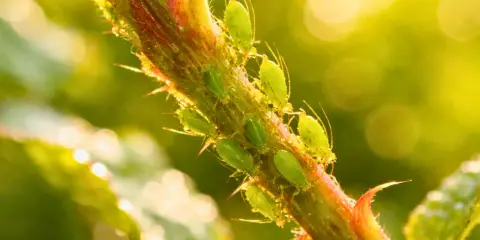 Des pucerons verts sur une tige. Un traitement naturel contre le puceron jaune est souvent recherché par les jardiniers.