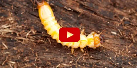 Larve jaune vif, ressemblant à des vers de bois, se déplace sur un tronc d'arbre sombre.