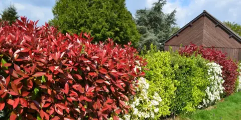 Variedad de tipos de setos: rojo intenso, verde brillante y blanco floral, bordeando un jardín con una caseta de madera al fondo.