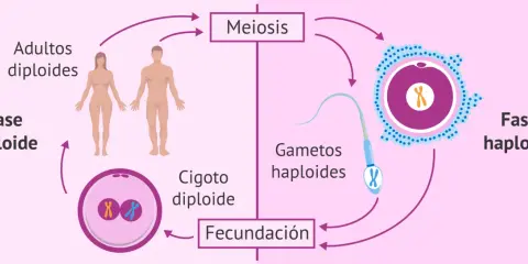 Ciclo de vida humano: adultos diploides pasan por meiosis para formar gametos haploides, que se unen en fecundación para crear un cigoto diploide.