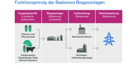 Schema zeigt, wie eine Biogasanlage Strom erzeugt: Aus Pflanzenresten und Gülle entsteht Biogas, das in einem Blockheizkraftwerk aufbereitet und ins Stromnetz eingespeist wird.