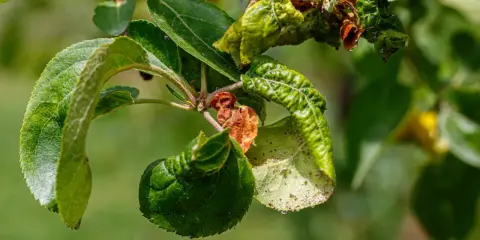 Verkrüppelte Blätter und braune Flecken zeigen deutliche Anzeichen von Apfelbaum Krankheiten.
