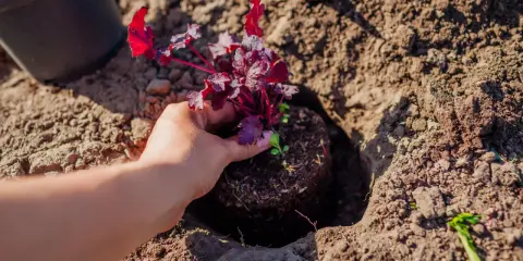 Dłoń sadzi czerwoną żurawkę do ziemi. Idealny czas, kiedy sadzić żurawki, to wiosna lub jesień.