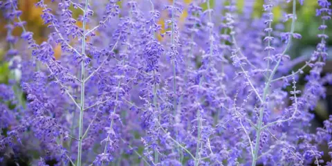 Des fleurs violettes de sauge d'Afghanistan s'élèvent, créant un tapis de couleur douce.