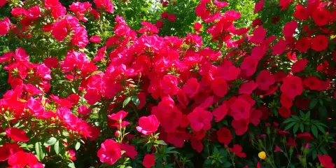 Un buisson luxuriant de plante fleur rouge extérieur, ses pétales vibrants se détachant sur le feuillage vert.