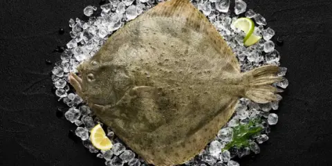 Ein ganzer Butt Fisch liegt auf Eis, garniert mit Zitronen- und Limettenspalten.