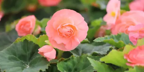 Delikatne, łososiowe kwiaty begonia odmiany tworzą bujne kępy wśród zielonych, ząbkowanych liści.