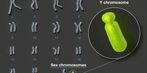 Cariotipo humano con cromosomas sexuales X e Y resaltados. El cromosoma Y, de color verde brillante, se muestra ampliado.