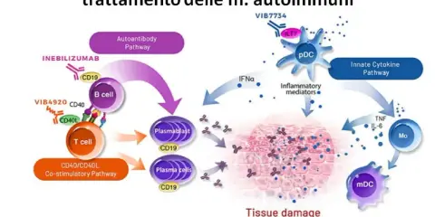 Schema di terapie innovative per malattie autoimmuni. Illustra come le cellule B e T, mediatori infiammatori e citochine causano danno tissutale, spiegando il significato di autoimmune.
