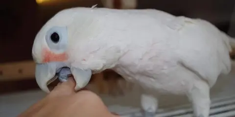Un pappagallo bianco con occhi aperti e un tocco di rosso sulle guance, interagisce con un dito.