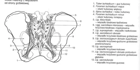 Anatomia miednicy z widoczną budową kości krzyżowej i więzadeł. Ilustracja przedstawia więzadła krzyżowo-biodrowe i krzyżowo-guziczne.