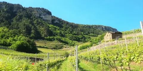 Vigneti terrazzati nel Val di Cembra, con un antico casale in pietra e una montagna boscosa sullo sfondo.