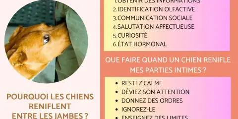 Un chien renifle entre les jambes pour obtenir des informations, une identification olfactive, une communication sociale, une salutation affectueuse, par curiosité ou à cause de son état hormonal.