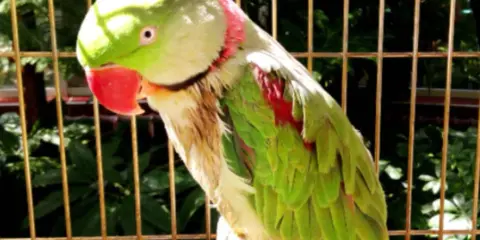 Pappagallo verde con macchie rosse sul petto, mostra un comportamento da pappagallo in calore, con il collo arrossato.