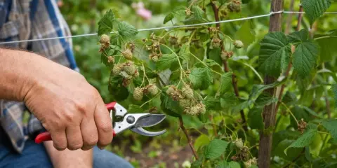 Main d'un jardinier tenant un sécateur, prêt à tailler des framboisiers remontants chargés de jeunes fruits verts.