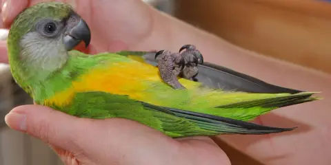 Un pappagallo verde e giallo, tenuto tra le mani, mostra il suo addomesticare significato attraverso la fiducia.