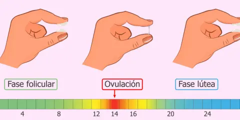 Moco cervical: fase folicular (seco), ovulación (elástico, como clara de huevo) y fase lútea (espeso, antes de la menstruación).