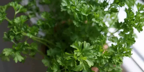 Un bouquet de persil en pot, frais et verdoyant, prêt à parfumer vos plats. Ses feuilles frisées apportent une touche de fraîcheur.
