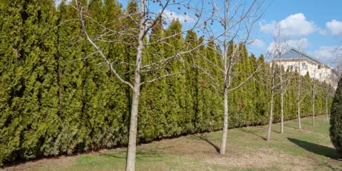 Une haie anti bruit dense et verte borde un jardin. Des arbres aux branches nues se dressent devant, avec une maison en arrière-plan.
